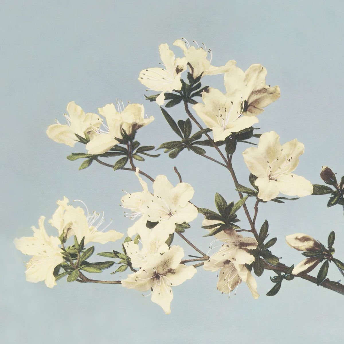 Aesthetic Art No. 270