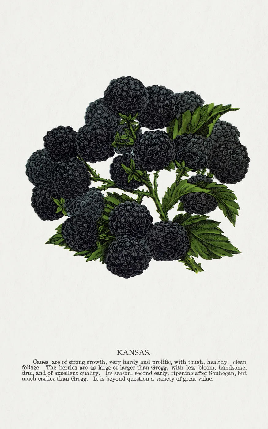 Aesthetic Art No. 593