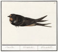 Aesthetic Art No. 1096
