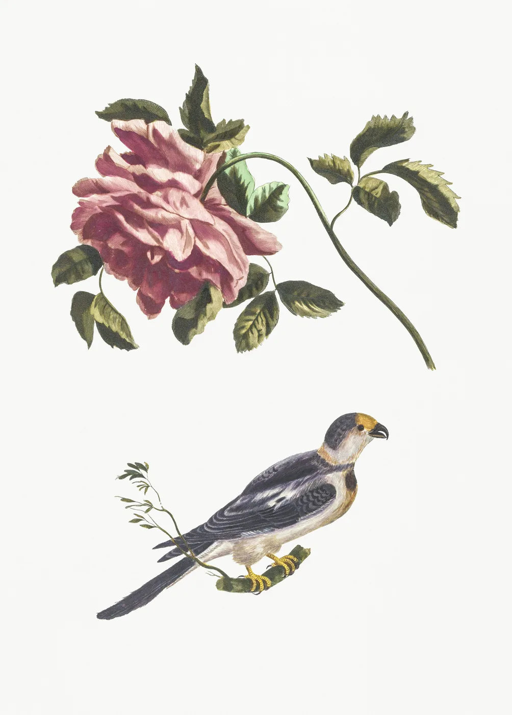 Aesthetic Art No. 1195