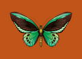 Animal No. 3