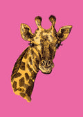 Animal No. 36