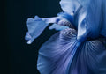 Flower Botanical No. 162