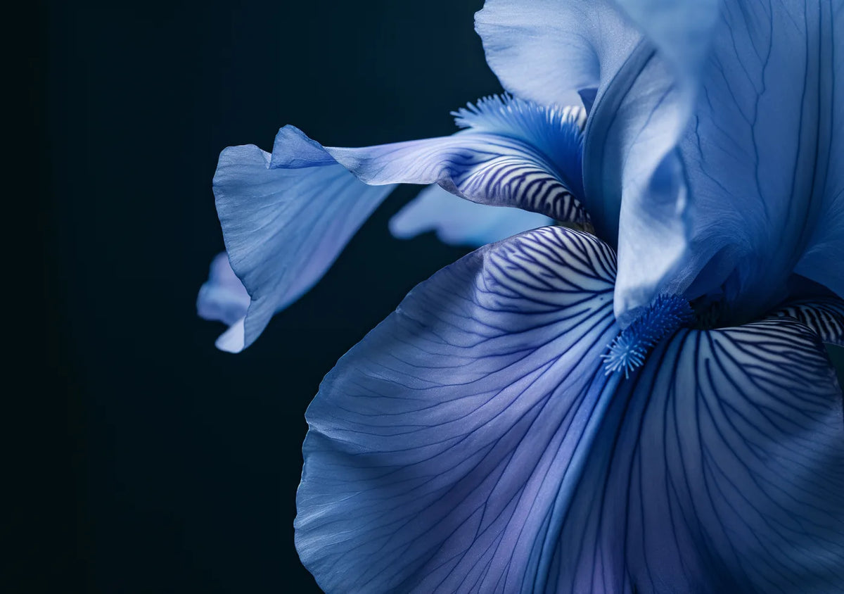 Flower Botanical No. 162