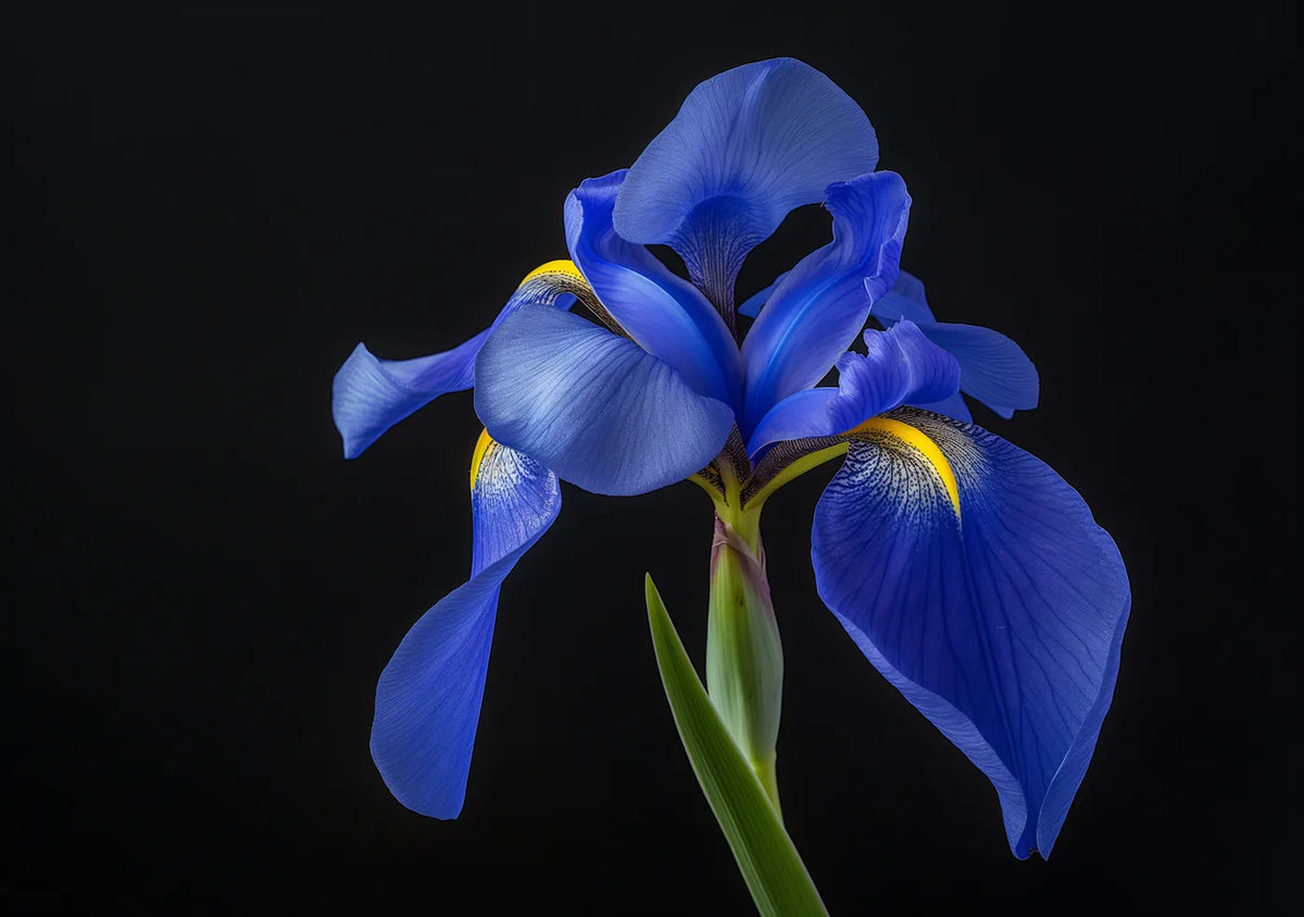 Flower Botanical No. 163