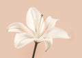 Flower Botanical No. 186