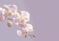 Flower Botanical No. 200