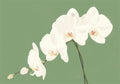 Flower Botanical No. 204