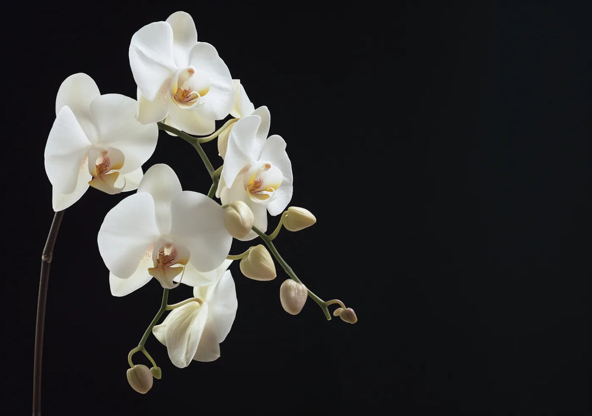 Flower Botanical No. 206