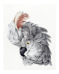 Animal No. 51