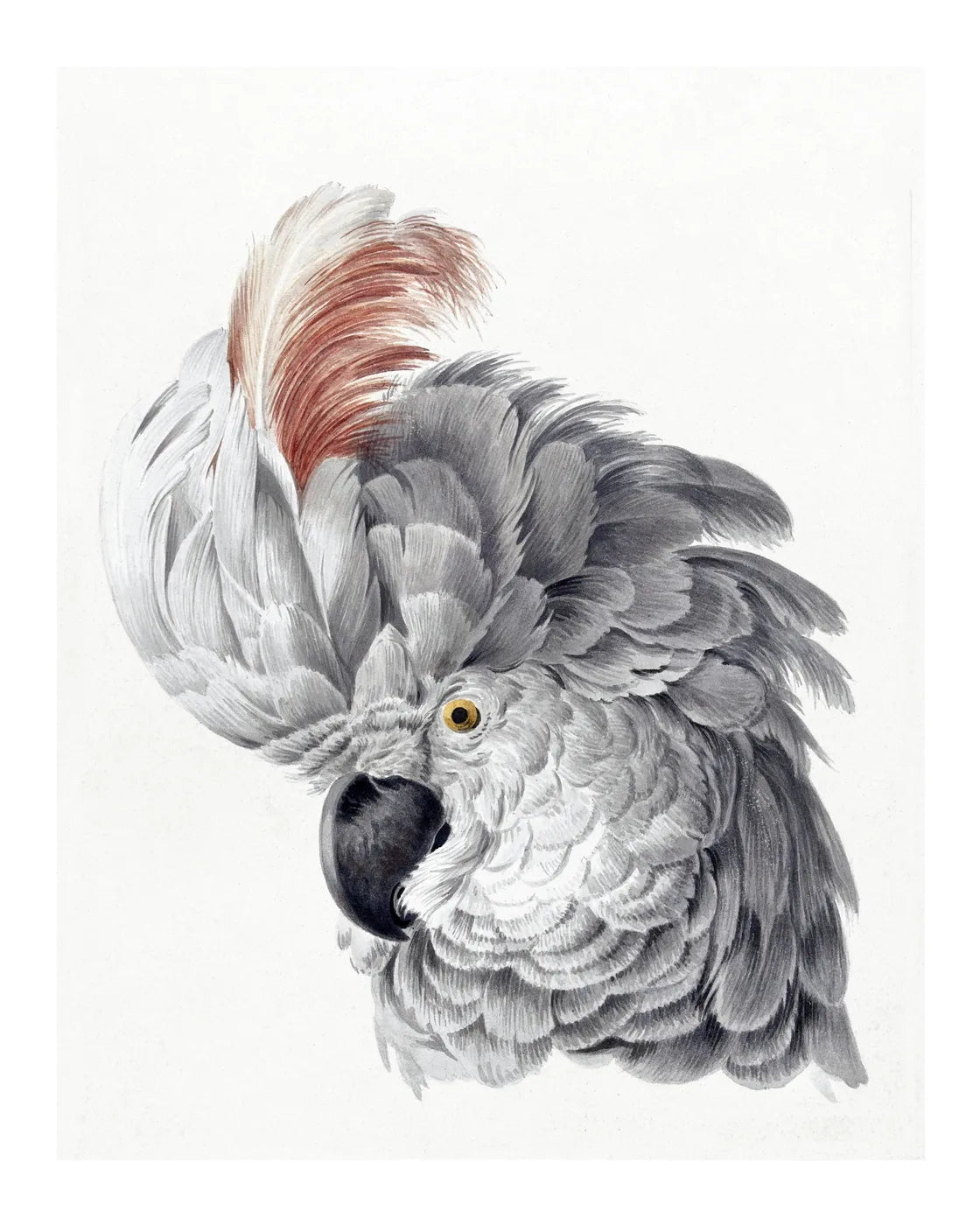 Animal No. 51