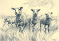 Animal No. 311