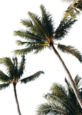 Beach No. 317